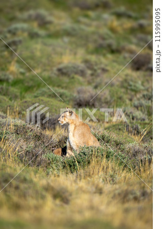 Puma sits scanning pre-Andean scrubland in sunshine 115995095