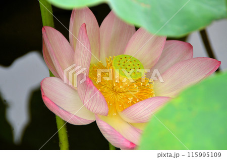 埼玉県深谷市岡の中宿歴史公園　美しい原始蓮の花 115995109