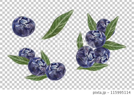 Blueberry. Berries and leaves. Hand drawn watercolor illustration isolated on white background. For greeting cards, invitations, food and cosmetic labels, menus, banners. 115995114