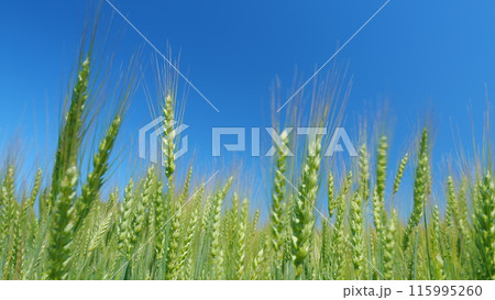 Spikelets of wheat sway in wind. Famine in world. Beautiful blue sky. Low anlgle view. Harvest and harvesting concept. Spikelets of wheat sway in wind. Famine in world. Beautiful blue sky. Low anlgle view. Harvest and harvesting concept. 115995260
