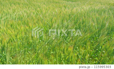 Long wheat stalks swaying as a gentle summer breeze. Field of ripening wheat. Agriculture concept. 115995303