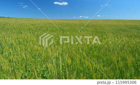 Fresh ears of young green wheat on nature in spring field under clear blue sky. Agriculture summer background. Large crop of grain. 115995306
