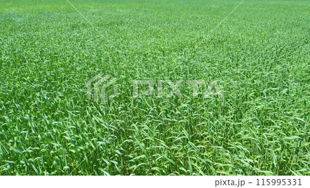 Meadow grass with sun. Grass swaying in the wind. Natural spring background. Wide shot. 115995331