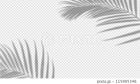 Shadow overlay from a palm tree branch isolated on a transparent background. Shadow overlay from a palm tree branch isolated on a transparent background. 115995346
