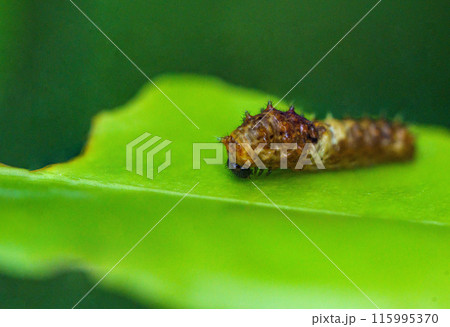 金柑の葉にとまるアゲハ蝶の幼虫 115995370