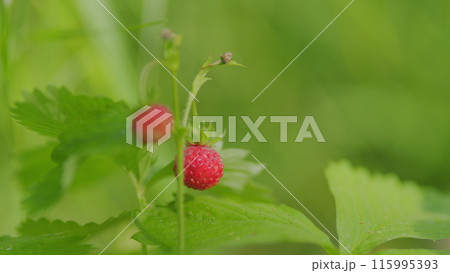Wild strawberry berry grows in forest. Berry of ripe strawberries. Nature of Europe. Close up. Wild strawberry berry grows in forest. Berry of ripe strawberries. Nature of Europe. Close up. 115995393