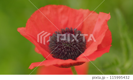 Vibrant flowers, fantastic in garden also suitable for a bouquet. Scarlet flowers. Close up. 115995432