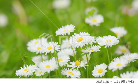 Blooming camomile fluttering on wind in the green field in spring meadow. Close up. Blooming camomile fluttering on wind in the green field in spring meadow. Close up. 115995442