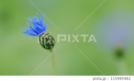 Pink and blue and purple cornflower against a soft green backdrop. Knapweed bluet flowering plant also called bachelors button. Slow motion. 115995462