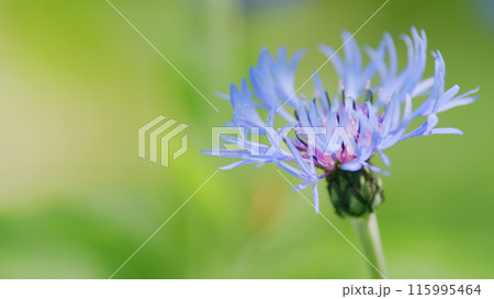 Centaurea montana, knapweed bluet flowering plant also called bachelors button. Slow motion. Centaurea montana, knapweed bluet flowering plant also called bachelors button. Slow motion. 115995464