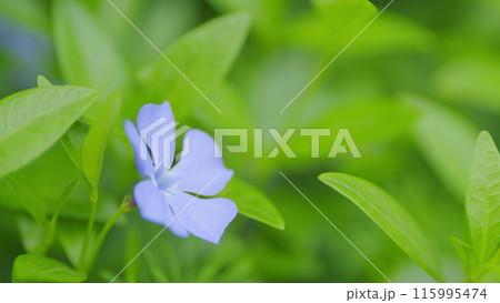 Concept springtime. Vinca minor or common names lesser periwinkle or dwarf periwinkle. Selective focus. 115995474
