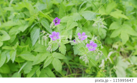Blue wild geranium flower in Europe. Its botanical name is Geranium maculatum, native to mediterranean region. Slow motion. Blue wild geranium flower in Europe. Its botanical name is Geranium maculatum, native to mediterranean region. Slow motion. 115995647
