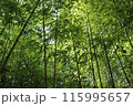 竹林 115995657