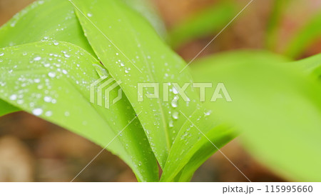 Lily of the valley in spring forest. Dynamic white blossoms in sunlight. Close up. 115995660
