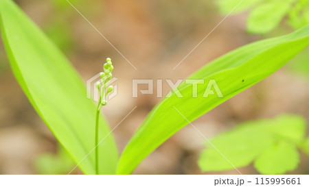 Lily of the valley flowers or convallaria majalis, with tiny white bells. Close up. 115995661