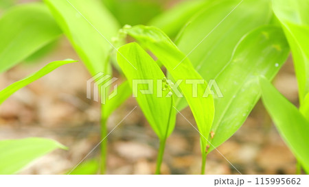 Spring in Europe. Tender wild lily of the valley on green natural background. Lily-of-the-valley in spring forest. Close up. Spring in Europe. Tender wild lily of the valley on green natural background. Lily-of-the-valley in spring forest. Close up. 115995662