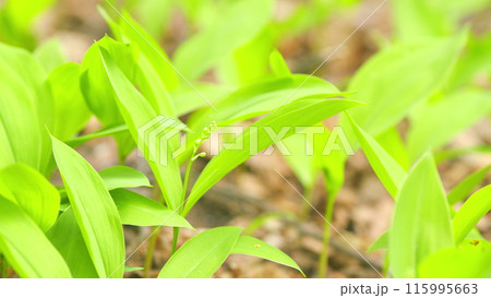Spring in Europe. Leaves and buds of lily of the valley. Flowering lily of the valley in spring. Close up. Spring in Europe. Leaves and buds of lily of the valley. Flowering lily of the valley in spring. Close up. 115995663