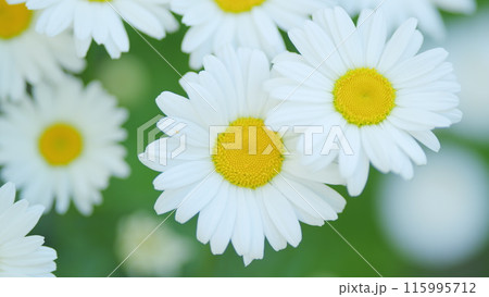 Summer chamomile field. Daisy flower on a sunny summer day. White daisies in a green field. Close up. 115995712