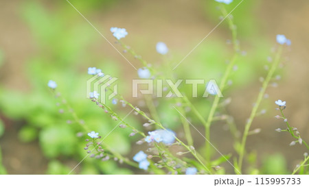 Forget-me-not flower with bright green leaves in the rays of the sun. Close up. Forget-me-not flower with bright green leaves in the rays of the sun. Close up. 115995733