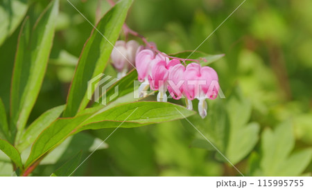 Bleeding heart latin, dicentra formosa. Wildflower - western bleeding heart. Slow motion. Bleeding heart latin, dicentra formosa. Wildflower - western bleeding heart. Slow motion. 115995755