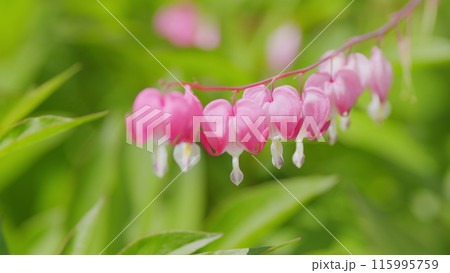 Dicentra known as bleeding-hearts. Flower in pink and white color. Slow motion. Dicentra known as bleeding-hearts. Flower in pink and white color. Slow motion. 115995759