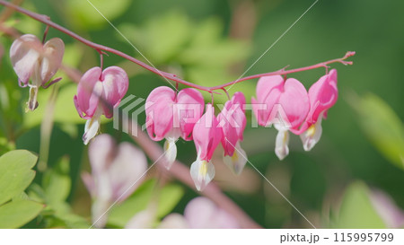 Pink summer flowers with colorful heart shaped petals. Oddly shaped, dicentra formosa blooming in the garden. Slow motion. 115995799