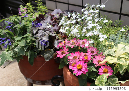玄関前の夏の花寄せ植え＆寄せ鉢 115995808