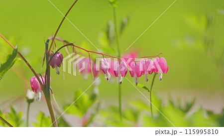 Beautiful bleeding heart or dicentra formosa, flowers in a garden. Asian bleeding heart. Slow motion. 115995810