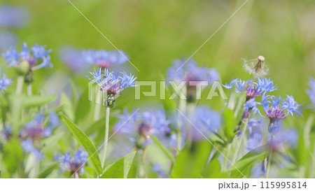 Blue cornflowers in the summer field. Flower of corflower centaurea cyanus or dwarf blue midget. Slow motion. 115995814