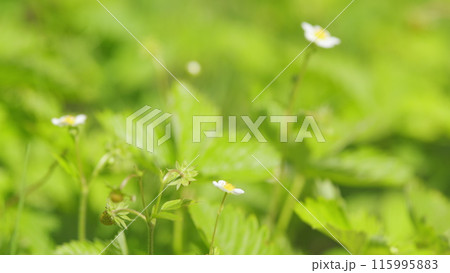 Blooming strawberries in sunny weather outdoors. Homemade berries for jam. Close up. Blooming strawberries in sunny weather outdoors. Homemade berries for jam. Close up. 115995883