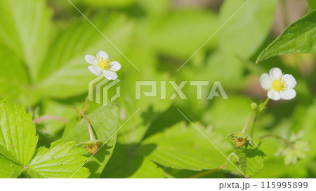 Beautiful unripe strawberries growing on in garden. Strawberry plant flower and fruit growing in garden. Close up. Beautiful unripe strawberries growing on in garden. Strawberry plant flower and fruit growing in garden. Close up. 115995899