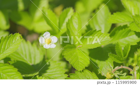 Sweet strawberry variety. White petals of wild strawberry flowers in forest garden. Close up. Sweet strawberry variety. White petals of wild strawberry flowers in forest garden. Close up. 115995900