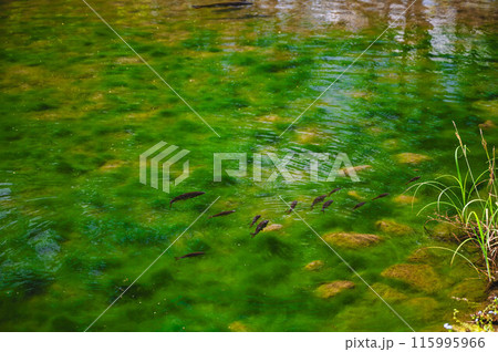池で泳ぐ鯉の幼魚 115995966