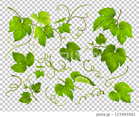 Set of Grape Leaves and Vine isolated on white background for logo, or wedding invitations, juice packaging, wine labels, promotional print for wineries and kitchen textiles 115995981