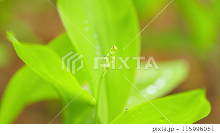 Green grass in spring. Forest spring lilies of the valley with young buds. Nature texture. Close up. Green grass in spring. Forest spring lilies of the valley with young buds. Nature texture. Close up. 115996081