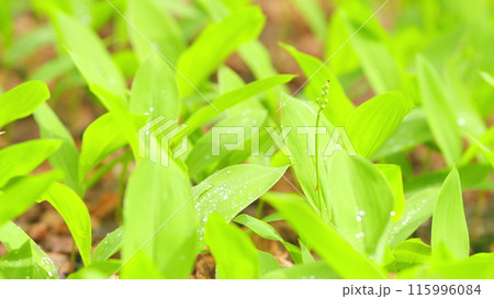 Lily of the valley in spring forest. Dynamic white blossoms in sunlight. Close up. 115996084