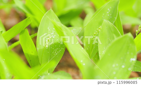 Spring in Europe. Freshness of spring inflorescence of blooming lily of the valley. Close up. 115996085