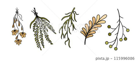 set Dry Herbs, Dried Flowers. Natural medicine. Colored Vector chamomile, calendula, leaves, twigs. 115996086