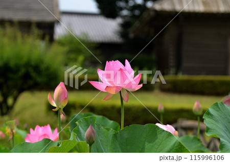 埼玉県深谷市岡の中宿歴史公園 美しい原始蓮の花 埼玉県深谷市岡の中宿歴史公園 美しい原始蓮の花 115996106