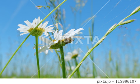 Daisy sways in a light wind. Insect spider sits under flower chamomile on blurred summer meadow background. Nature and ecology concept. Low angle view. 115996107