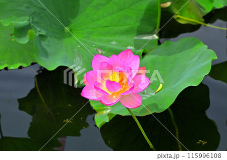 埼玉県深谷市岡の中宿歴史公園 美しい原始蓮の花 埼玉県深谷市岡の中宿歴史公園 美しい原始蓮の花 115996108
