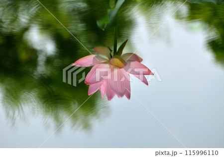 埼玉県深谷市岡の中宿歴史公園　美しい原始蓮の花 115996110