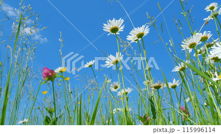Green field with blooming beautiful daisies and buttercups with pink clover flowers. Beautiful view of meadow of chamomile flowers at summer sunny day. Low angle view. 115996114