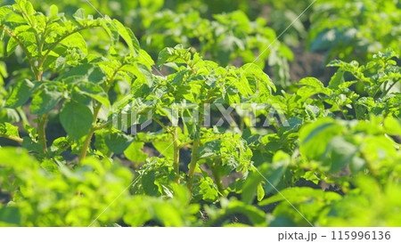 Potato field rows with Colorado beetle eggs. Beetles eat green stalks of young potatoes in field. Potato beetle. Close up. 115996136