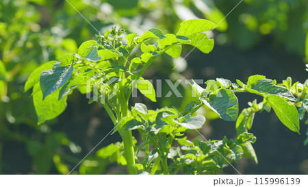 Juicy green, potato bushes planted in rows on a farm field. Ecosystem. Close up. 115996139