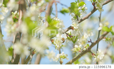 Blooming cherry branch in spring. Fresh cherry flowers. Opening spring flowers. Slow motion. Blooming cherry branch in spring. Fresh cherry flowers. Opening spring flowers. Slow motion. 115996178