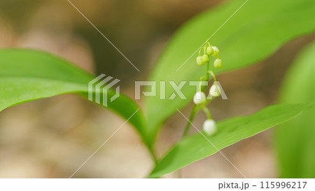 Flowering lilies of the valley in the forest. Free space, natural concept. Shallow depth of field. Flowering lilies of the valley in the forest. Free space, natural concept. Shallow depth of field. 115996217
