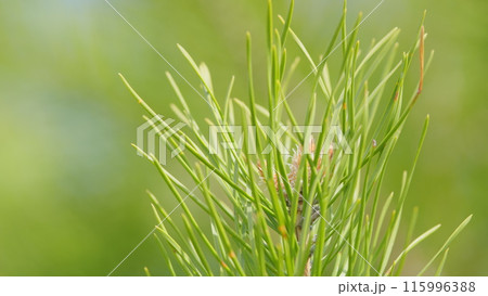 Young pine cones or inflorescences with needles. New spring shoots of evergreen tree pine. Shallow depth of field. Young pine cones or inflorescences with needles. New spring shoots of evergreen tree pine. Shallow depth of field. 115996388