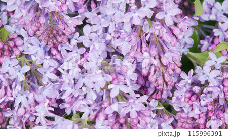 Lilac violet and purple flowers, abstract soft floral background. Nature blooming flowers backdrop. Time lapse. 115996391