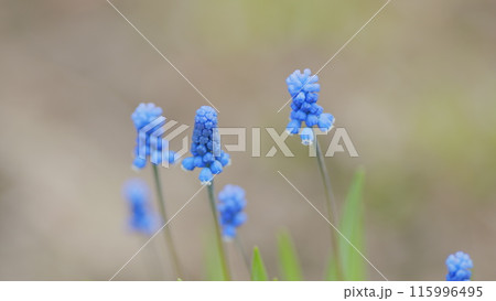 Garden hyacinths with beautiful shade of blue. Selective focus and green grass background. Shallow depth of field. Garden hyacinths with beautiful shade of blue. Selective focus and green grass background. Shallow depth of field. 115996495